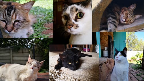 Meet the Cats of Urban Yolk